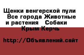 Щенки венгерской пули - Все города Животные и растения » Собаки   . Крым,Керчь